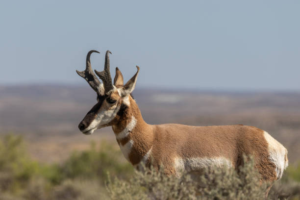 istock Pronghorn Antelope Buck 1013185558