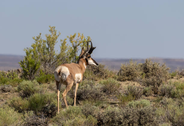 istock Pronghorn Antelope Buck 1013185840