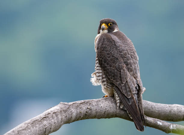 istock Peregrine Falcon 1013186026