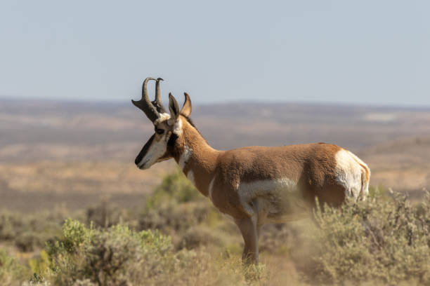 istock Pronghorn Antelope Buck 1013186200