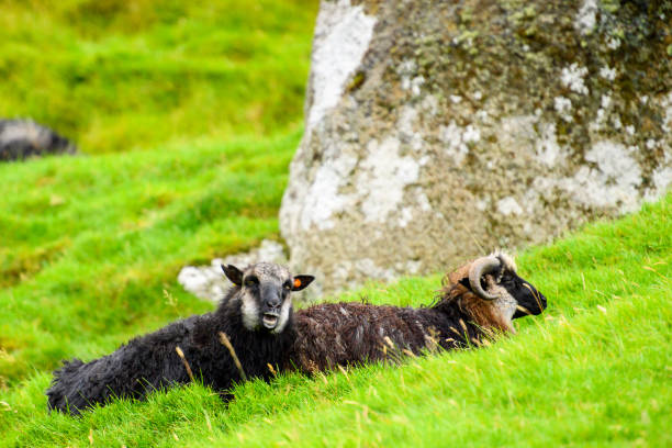 istock Faroe Island, Kingdom of Denmark 1013190954