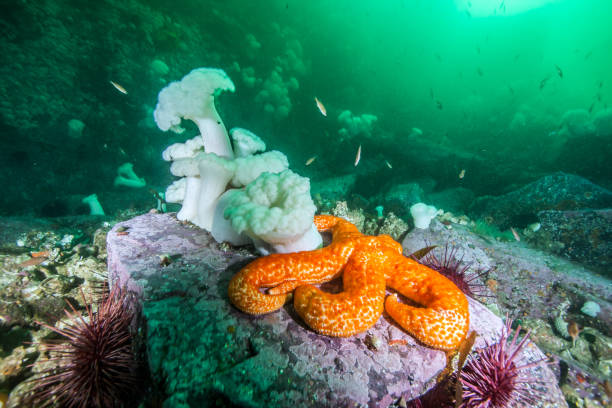 Scuba diving in British Columbia, Canada
