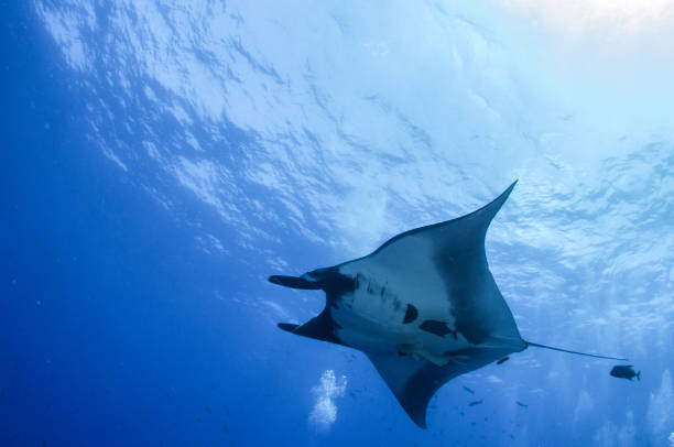 istock Manta Ray at Islas Revillagigedos, Mexico 1013198394