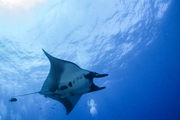 istock Manta Ray at Islas Revillagigedos, Mexico 1013198634