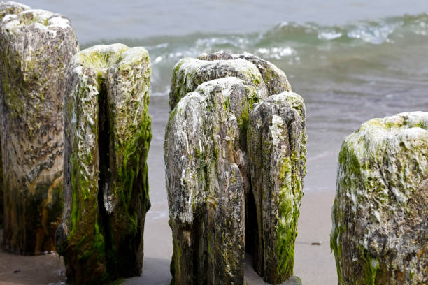 The wooden groyne is deeply embedded in the seabed, which can be seen by the Baltic beach in Kolobrzeg. The Baltic coast in Kolobrzeg is known for its beautiful sandy beaches. Along the coast, there are massive, thick wooden poles which are deeply hammered into the seabed to protect both sandy beaches, dunes and their coastal vegetation from the devastating effects of large sea waves. el espigón de madera está profundamente enraizada en el fondo marino en kolobrzeg. los postes de madera gruesas son martillados profundamente en el fondo del mar para proteger a costa de los devastadores efectos de las olas del mar grande