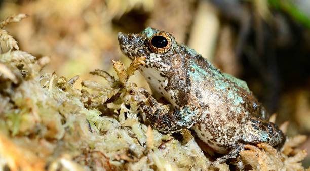 istock Colorful frog in terrarium 1013224404