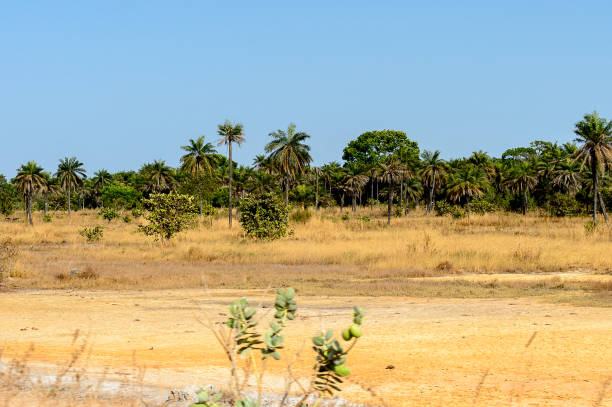 istock Nature of Senegal, Africa 1013229266