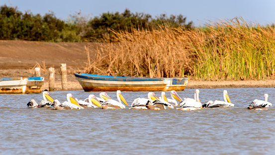 Pelican in the Djoudj National Bird Sanctuary, Senegal. UNESCO World Heritage