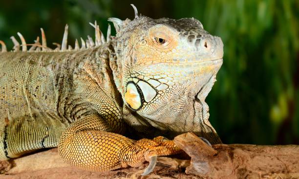 istock igauna sitting in terrarium 1013234444