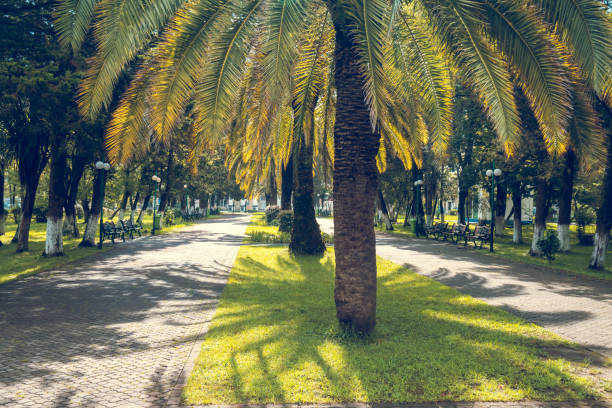 istock Walkway in a beautiful Park with Palms, Poti, Georgia 1013234752
