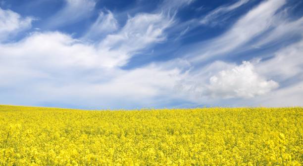 istock yellow rapeseed field in Latvia 1013248372