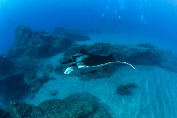 istock Manta Ray at Isla Revillagigedos, Mexico 1013251882