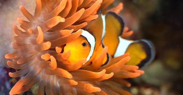 istock clownfish in marine aquarium 1013251906