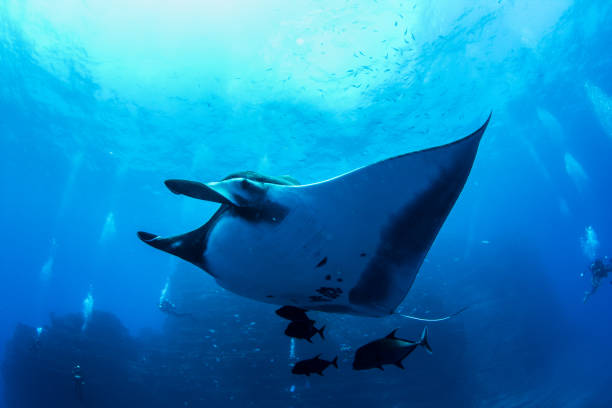 istock Manta Ray at Isla Revillagigedos, Mexico 1013252036