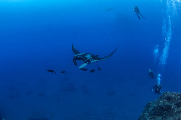 istock Manta Ray at Isla Revillagigedos, Mexico 1013252098