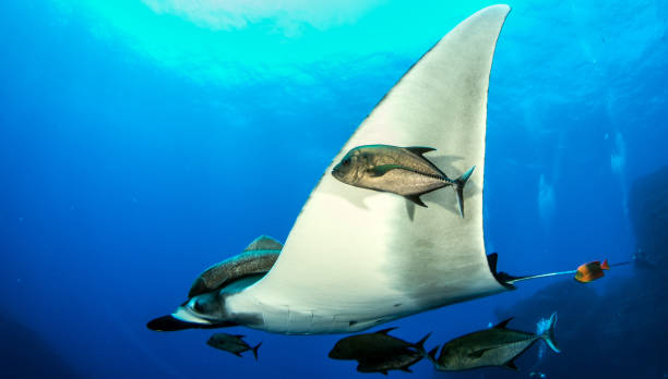 istock Manta Ray at Isla Revillagigedos, Mexico 1013254226