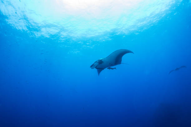 istock Manta Ray at Isla Revillagigedos, Mexico 1013256516