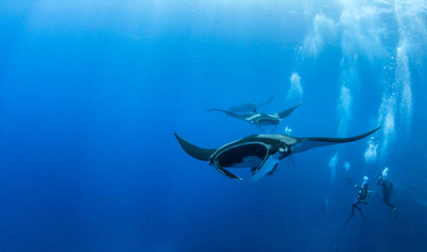 istock Manta Ray at Isla Revillagigedos, Mexico 1013256766
