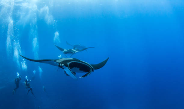 istock Manta Ray at Isla Revillagigedos, Mexico 1013256816