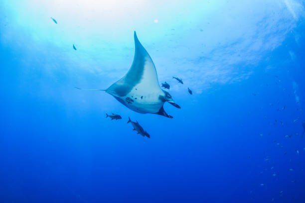 istock Manta Ray at Isla Revillagigedos, Mexico 1013256874