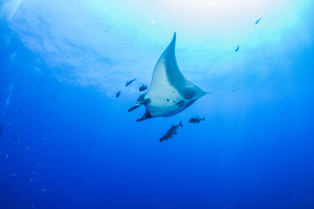 istock Manta Ray at Isla Revillagigedos, Mexico 1013256908