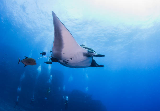 istock Manta Ray at Isla Revillagigedos, Mexico 1013256964