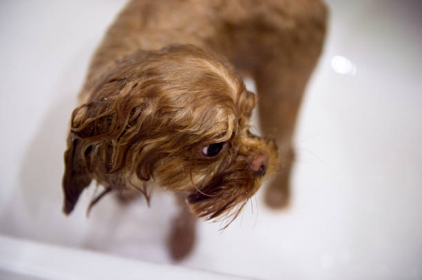 istock Little cute dog in a bath 1013272856