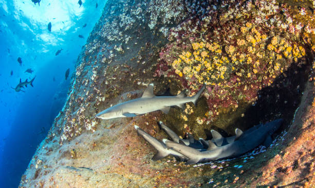 istock White tip reef sharks at Roca Partida, Mexico 1013275896