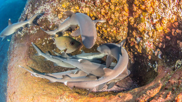 weißspitzen-riffhaie am roca partida, mexiko - whitetip reef shark stock-fotos und bilder