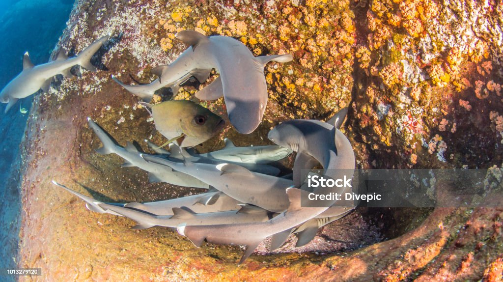 White tip reef sharks at Roca Partida, Mexico Mexico Stock Photo