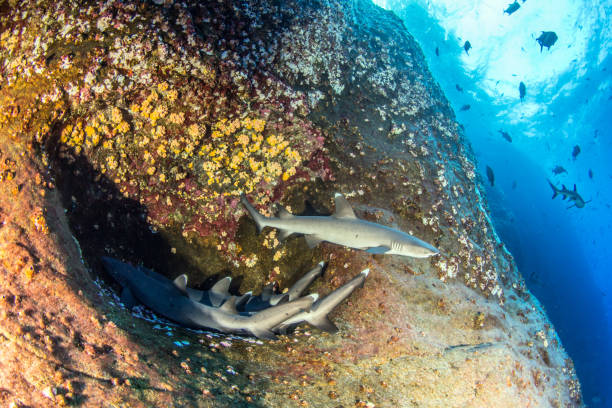 White tip reef sharks at Roca Partida, Mexico White tip reef sharks at Roca Partida, Mexico revillagigedos islands photos stock pictures, royalty-free photos & images