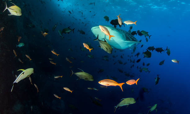 istock Whale shark at Roca Partida, Mexico 1013280308