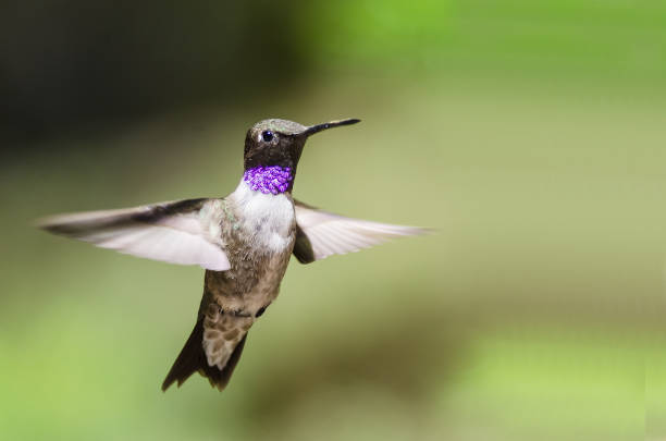 istock Black-Chinned Hummingbird with Throat Aglow While Hovering in Flight 1013280334