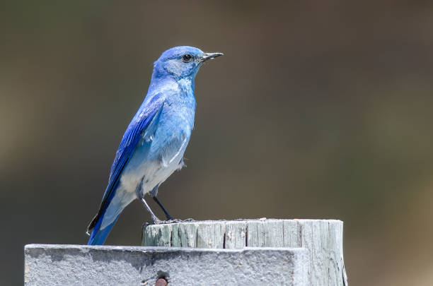 istock Regal Mountain Bluebird Perched Atop a Weathered Wooden Post 1013280472
