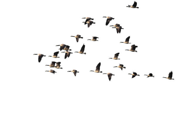 istock Large Flock of Canada Geese Flying on a White Background 1013280474