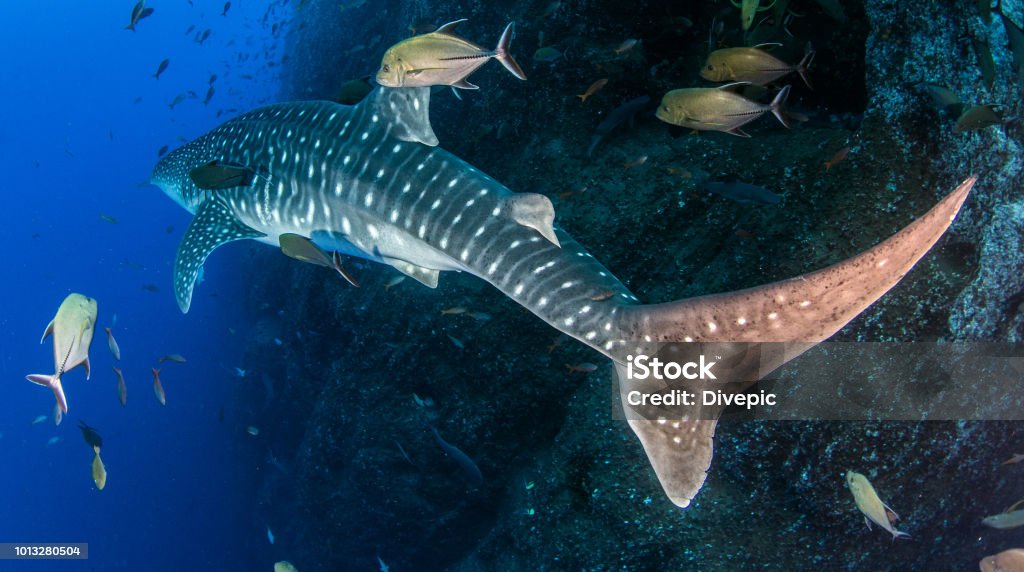 Whale shark at Roca Partida, Mexico Revillagigedos Islands Stock Photo