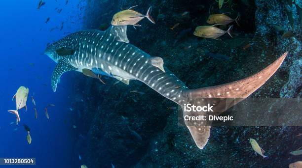 Whale Shark At Roca Partida Mexico Stock Photo - Download Image Now - Revillagigedos Islands, Animal, Animal Themes