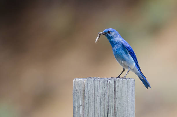 istock Mountain Bluebird Displaying Its Catch While Perched atop a Weathered Wooden Post 1013280542