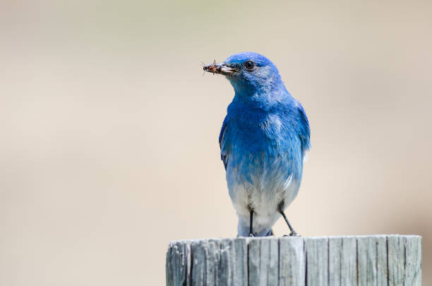 istock Mountain Bluebird Displaying Its Catch While Perched atop a Weathered Wooden Post 1013280554