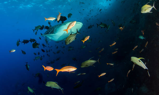 istock Whale shark at Roca Partida, Mexico 1013280574