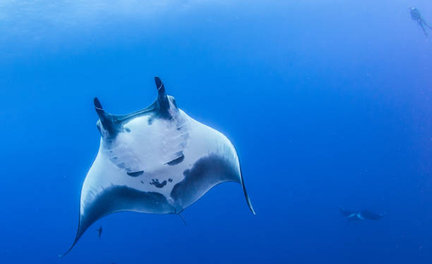 istock Manta Ray at Roca Partida, Mexico 1013280604