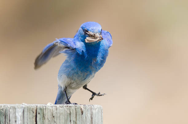 istock Mountain Bluebird Displaying Its Catch While Perched atop a Weathered Wooden Post 1013280652