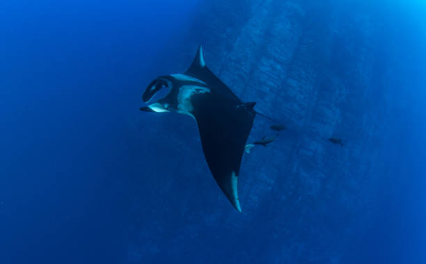 istock Manta Ray at Roca Partida, Mexico 1013280676