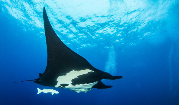 istock Black Manta Ray at Roca Partida, Mexico 1013280762