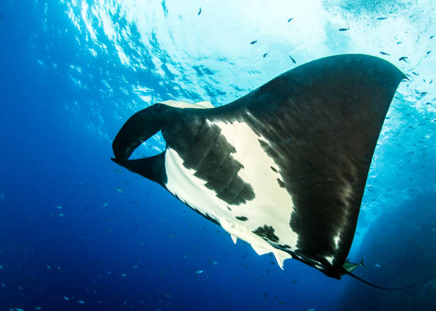 istock Black Manta Ray at Roca Partida, Mexico 1013280848