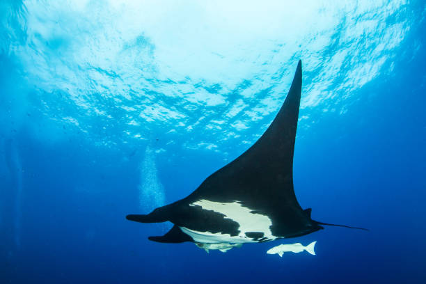 istock Black Manta Ray at Roca Partida, Mexico 1013282966