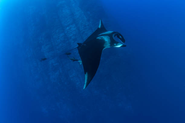 istock Manta Ray at Roca Partida, Mexico 1013283094