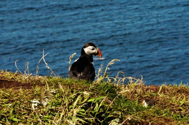 istock Treshnish Isles Wildlife 1013283318