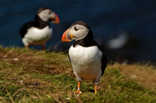 istock Treshnish Isles Wildlife 1013283332