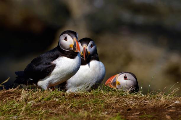istock Treshnish Isles Wildlife 1013283374